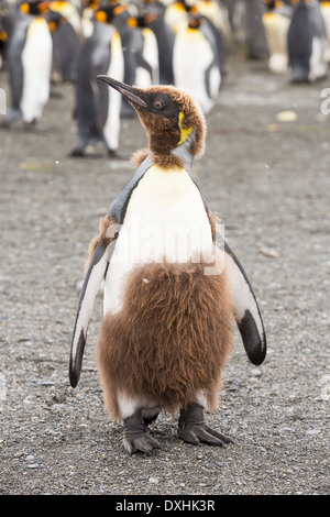 Un jeune roi Penguin de mue juvénile jusqu'à ses plumes adultes à Gold Harbour, la Géorgie du Sud, Sud de l'océan. Banque D'Images