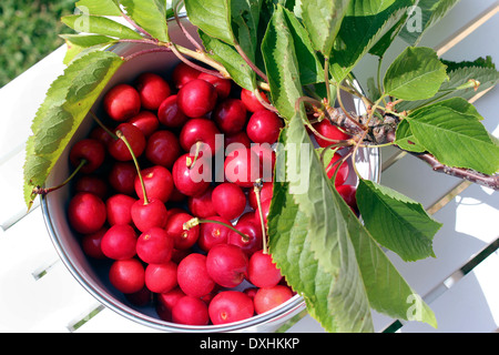 Bol de cerises anglais fraîchement cueillies Banque D'Images
