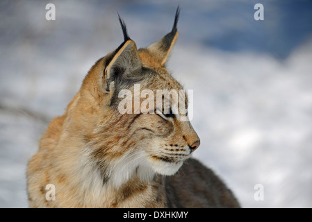 Le Lynx eurasien (Lynx lynx), portrait en hiver Banque D'Images