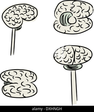 Doodle de cerveau humain en quatre vues différentes Banque D'Images