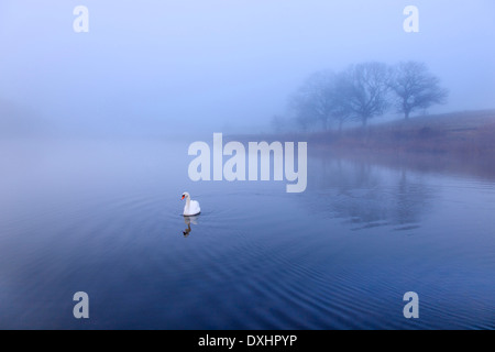 Le Cygne tuberculé Cygnus olor sur Matin brumeux Banque D'Images