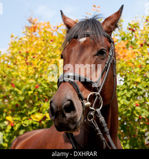 Portrait d'un cheval, les arbres d'automne en arrière-plan Banque D'Images