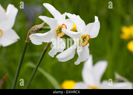 Le narcisse du poète, Narcissus poeticus, la floraison dans un pré herbeux Banque D'Images