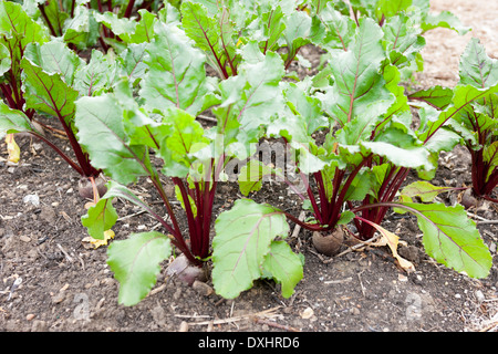 Betterave, Beta vulgaris, montrant leur distictive feuilles nervurées rouge Banque D'Images