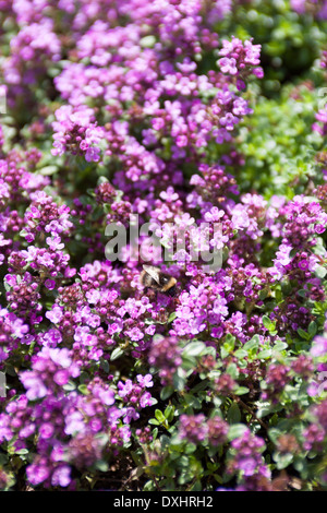 Caraway-Scented la floraison du thym, Thymus herba barona, avec une abeille. Banque D'Images