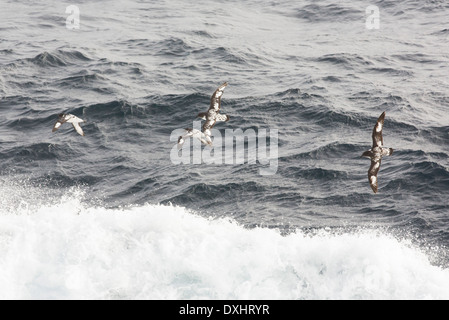 Cap Pétrels volant dans le Passage de Drake, Sub-Antarctica. Banque D'Images