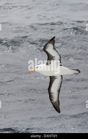 Un merle noir ; Thalassarche melanophrys, volant dans le Passage de Drake, Sub-Antarctica. Banque D'Images