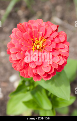 Zinnia Magella Coral, avec de grandes fleurs très doubles aux couleurs vives. Banque D'Images