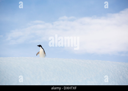 Un manchot Adélie, Pygoscelis adeliae sur un iceberg au large des falaises de garance, Suspiros Bay, à l'extrémité ouest de l'île de Joinville, l'Antarctique. Adelie's sont un vrai espèces antarctiques qui souffrent en raison du changement climatique, la péninsule antarctique, la seule reproduction, est l'un des plus rapide des zones de réchauffement de la planète. C'est à l'origine d'Adélies migrent vers le sud. Ils sont en train de réduire en nombre, ils se nourrissent presque exclusivement de krill, qui est également en baisse en raison du changement climatique. Banque D'Images