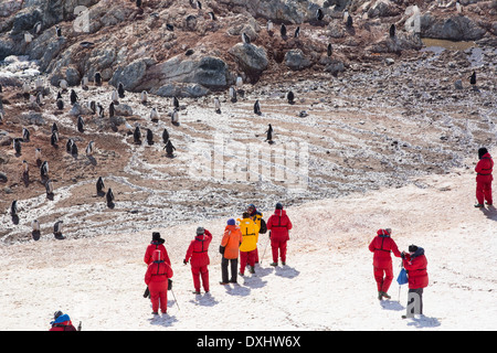 Les manchots Adélie, Pygoscelis adeliae à falaises Garance, Suspiros Bay, à l'extrémité ouest de l'île de Joinville, l'Antarctique. Banque D'Images