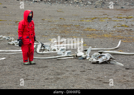 Le squelette d'une petite baleine à bec sur l'île Livingston sur la péninsule antarctique., avec une femme d'une expedition cruise Banque D'Images