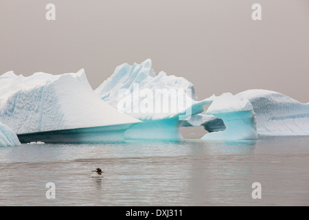 Les icebergs aasp Curverville île sur la péninsule antarctique, qui est un des plus rapides sur la planète des endroits de réchauffement, Banque D'Images