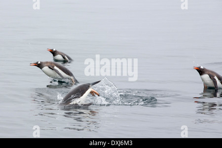 Manchots, Pygoscelis papua, de tangage de l'île, la péninsule Antarctique Curverville. Banque D'Images