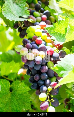 Grappes de raisin non mûr jeune sur la vigne au soleil. Banque D'Images