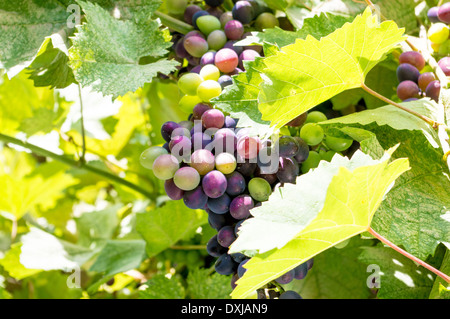 Grappes de raisin non mûr jeune sur la vigne au soleil. Banque D'Images
