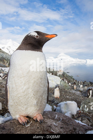 Manchots parmi les paysages côtiers spectaculaires dans la région de Paradise Bay au large de la Terre de Graham sur la péninsule Antarctique Banque D'Images