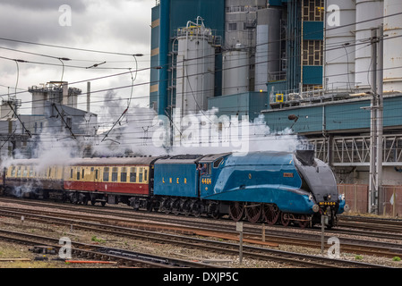 LNER Classe A4 4464 locomotive à vapeur transporte le Petit Blongios Rangers Cambrian par railtour Warrington Bank Quay station. Banque D'Images