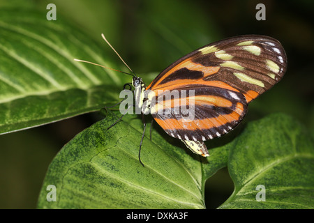 Ismenius Tiger ou Tiger Heliconian longwing (Heliconius ismenius) Banque D'Images