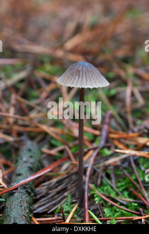 Mycena leptocephala ou protoxyde bonnet mushroom Banque D'Images