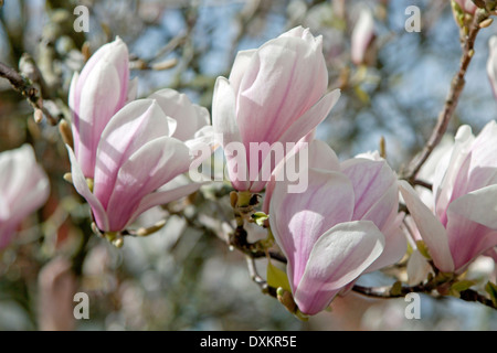 Magnolia soulangeana floraison avec des fleurs, dans différentes teintes de blanc, rose et violet. Banque D'Images
