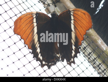 Close-up of a Rusty-tipped Page (Siproeta epaphus) alias noir et feu ou marron Siproeta Papillon, ailes ouvertes Banque D'Images