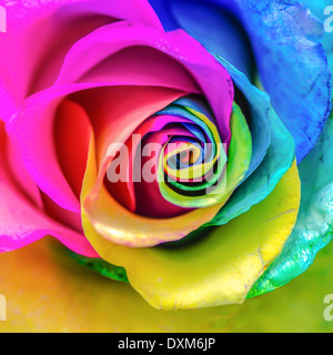 Rainbow Rose Banque D'Images