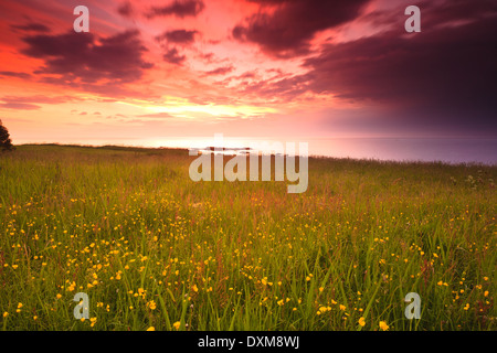 Prairie en fleurs au lever du soleil sur l'île de Runde Herøy kommune, Møre og Romsdal fylke, sur la côte ouest de la Norvège. Banque D'Images