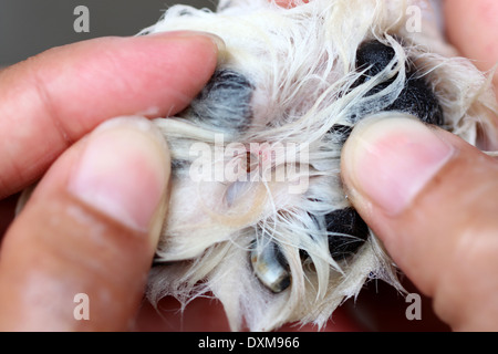 Grande tiques sur pied d'un chien et le nettoyage. Banque D'Images