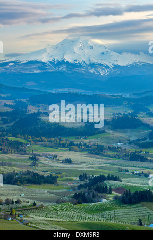 Poire, Pomme, cerise, et d'autres les vergers de la vallée de la rivière Capot avec Mount Hood s'élevant au-dessus. Au printemps de l'Oregon. USA Banque D'Images