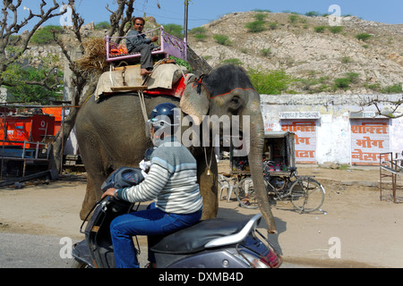 L'éléphant indien de couleur sur une rue de Jaipur, Inde. Banque D'Images