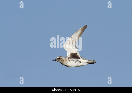 Grey Plover (Pluvialis squatarola) Pluvier argenté ou en vol à Jamnagar Côte, Gujarat, Inde Banque D'Images