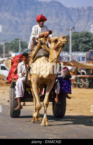 L'homme indien monté sur un chameau tirant une charrette avec un groupe de jeunes femmes sur elle à Pushkar camel fair, Inde Banque D'Images