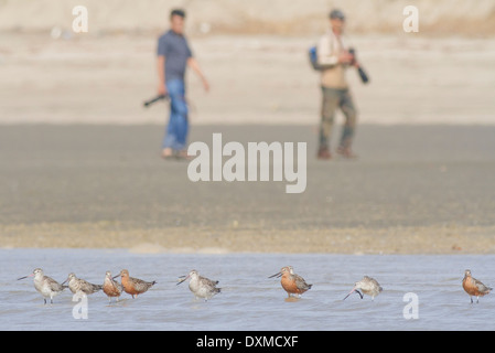 Les photographes en passant devant un troupeau de Bar-tailed Barge marbrée (Limosa lapponica) à Jamnagar côte, Gujarat, Inde Banque D'Images