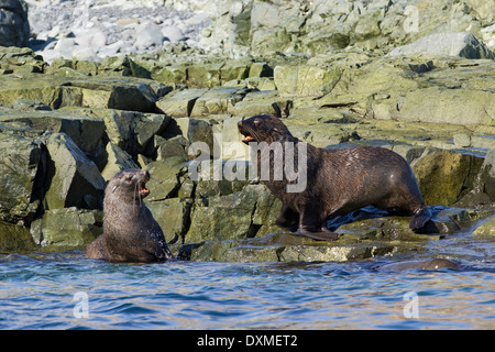 Fourrure de l'Antarctique, Arctocephalus gazella, dans les îles Shetland du Sud, l'Antarctique Banque D'Images