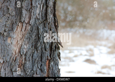 Close-up de l'écorce des arbres devant un arrière-plan hiver neige brouillée. Banque D'Images