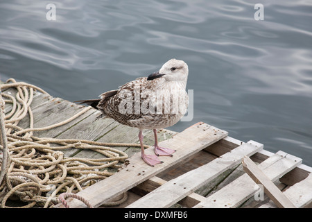 Jeune goéland on jetty Banque D'Images