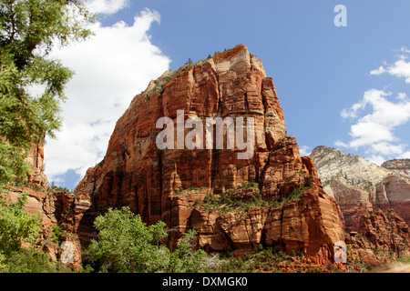 Dans les falaises de roche rouge Zion National Park Banque D'Images