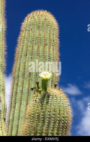 Arbre généalogique de cactus Saguaro National Park, Arizona, USA Banque D'Images