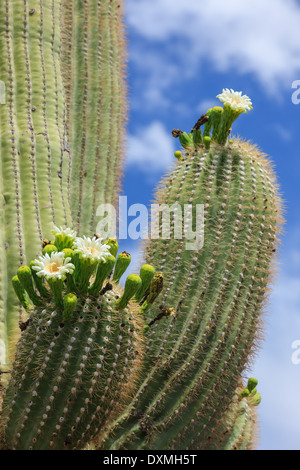 Arbre généalogique de cactus Saguaro National Park, Arizona, USA Banque D'Images