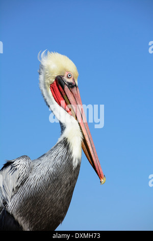 Pélican brun (Pelecanus occidentalis) en plumage d'hiver ; Oceanside, Californie. Banque D'Images