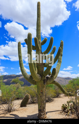 Arbre généalogique de cactus Saguaro National Park, Arizona, USA Banque D'Images