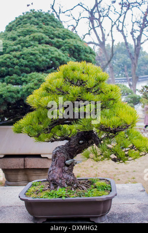 Penjing arbre dans le jardin de l'Humble Administrateur à Suzhou Banque D'Images