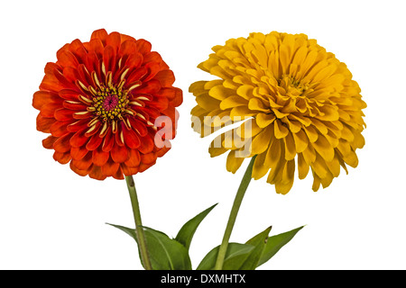 Fleurs de zinnia (Lat. Zinnia), isolé sur fond blanc Banque D'Images