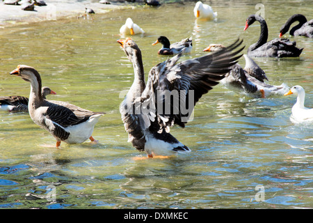 Grand groupe de canards dans la piscine.Selective focus sur le canard au milieu avec les ailes ouvertes Banque D'Images