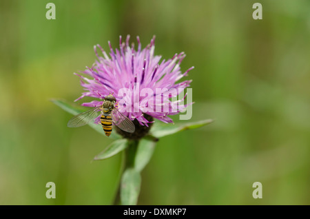 Hoverfly sur un chardon fleur dans une prairie de Cumbrie Banque D'Images