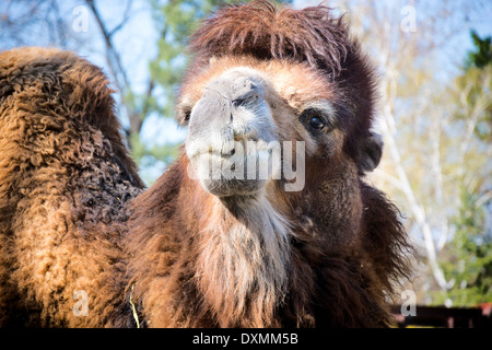 Portrait d'une femme camel.focus sélectif sur les chameaux head Banque D'Images