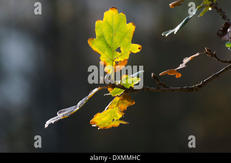 Feuilles de chêne d'automne au soleil Banque D'Images