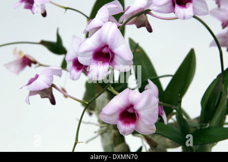 Close Up of Orchidée dendrobium Banque D'Images