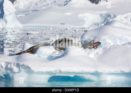 Un Leopard Seal (Hydrurga leptonyx) sur un iceberg dans le Fjord Drygalski, Banque D'Images