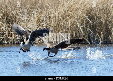 La Bernache du Canada Branta canadensis Monte Vista National Wildlife Refuge Colorado USA Banque D'Images